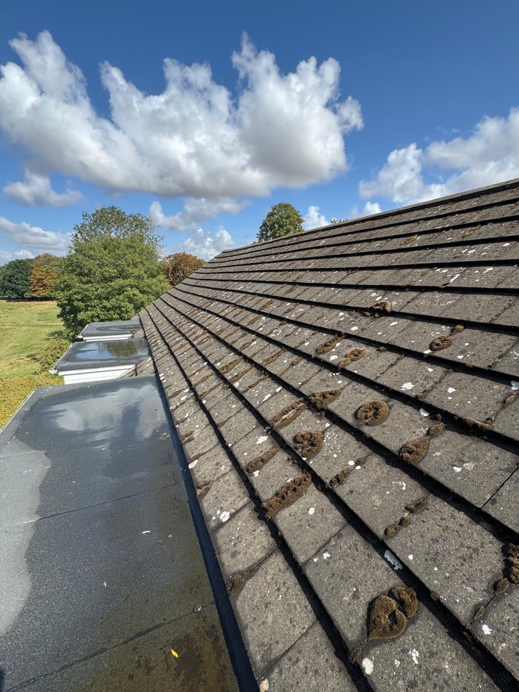 Roof tiles with heavy moss and lichen build-up before a clean